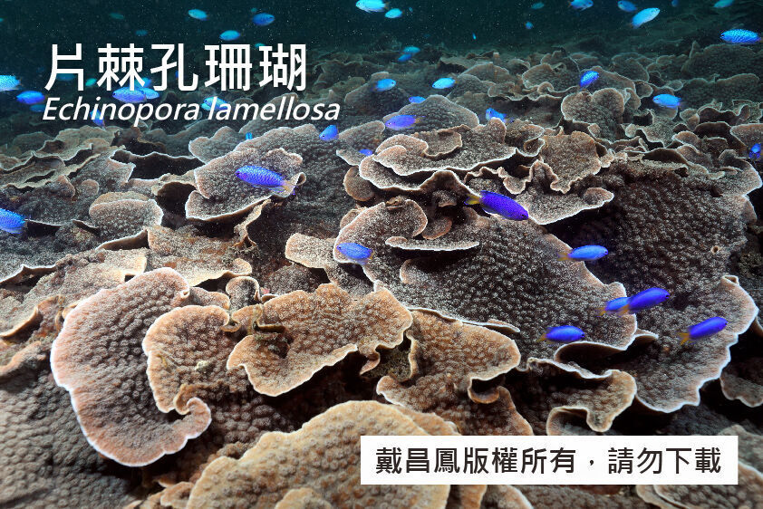 片棘孔珊瑚