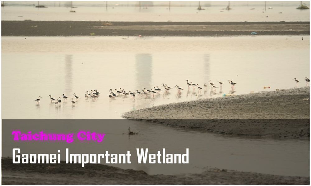 54_Taichung City_Gaomei Important Wetland