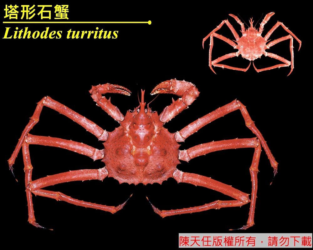塔形石蟹 Lithodes turritus Ortmann