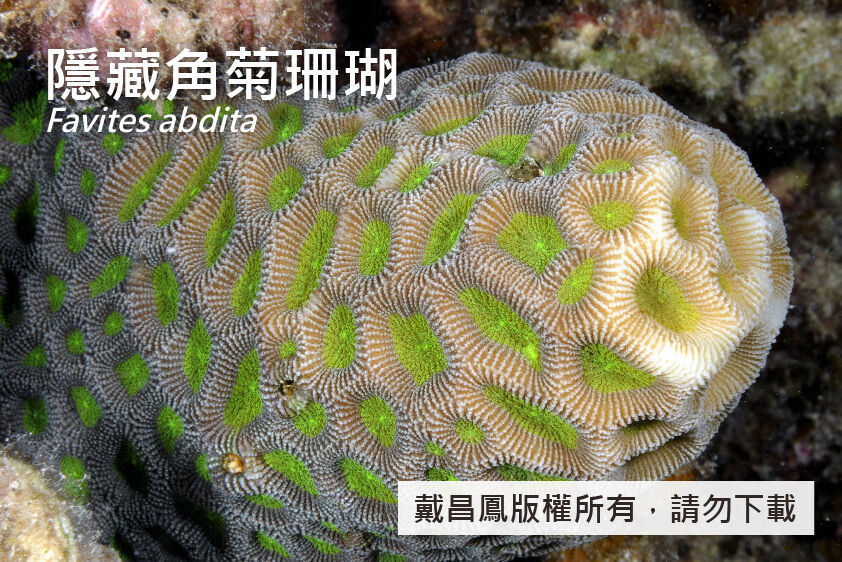 隱藏角菊珊瑚