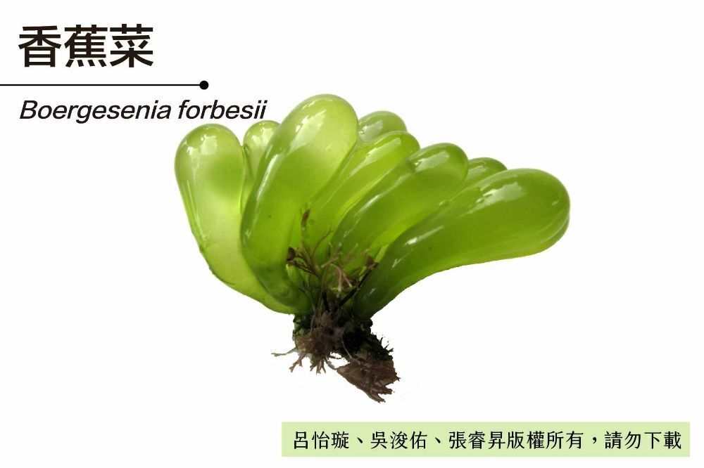 香蕉菜-臺灣百種海洋生物-大型海藻與海草