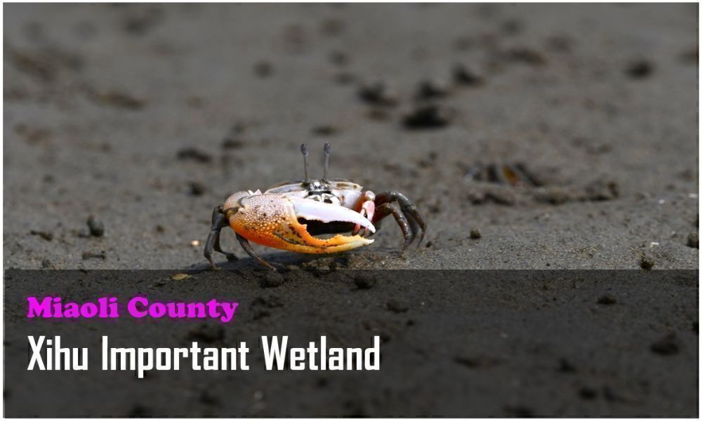 56_Miaoli County_Xihu Important Wetland