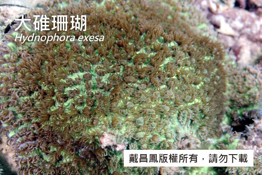 大碓珊瑚...