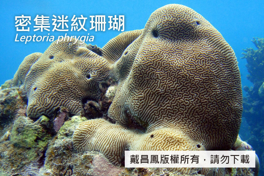 密集迷紋珊瑚
