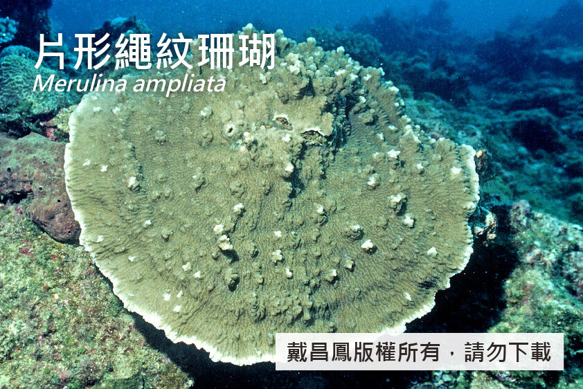 片形繩紋珊瑚