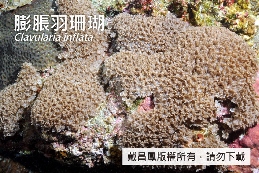 膨脹羽珊瑚