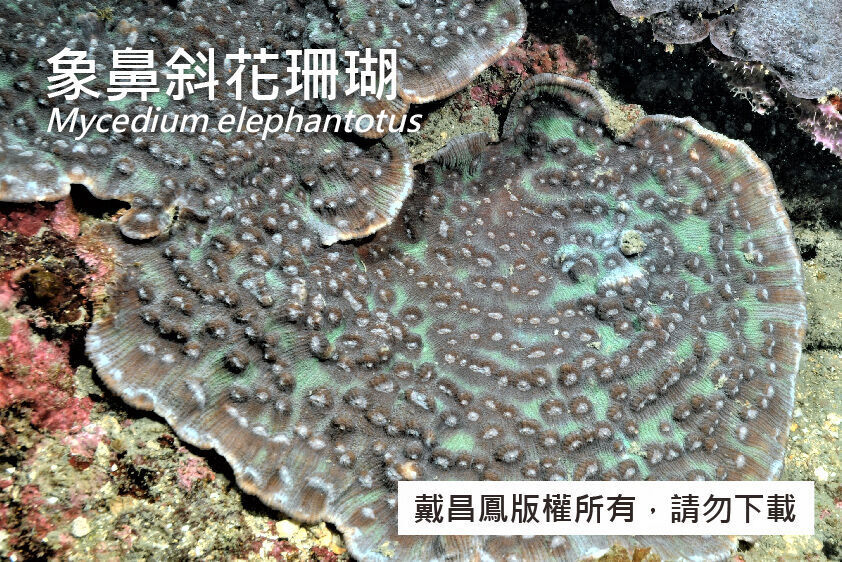 象鼻斜花珊瑚