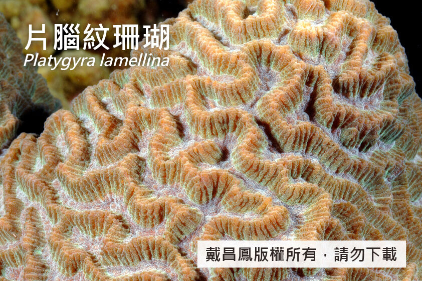 片腦紋珊瑚