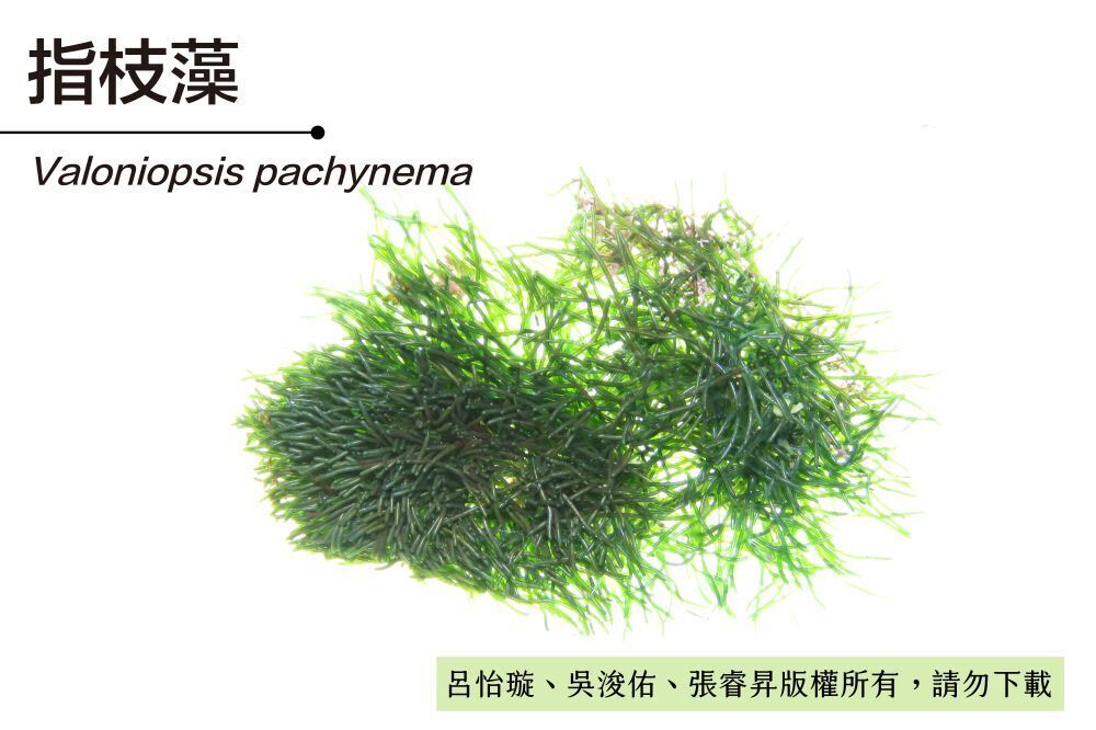 指枝藻-臺灣百種海洋生物-大型海藻與海草