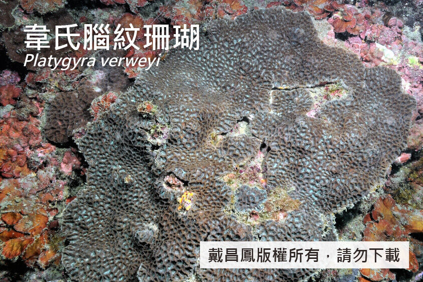 韋氏腦紋珊瑚
