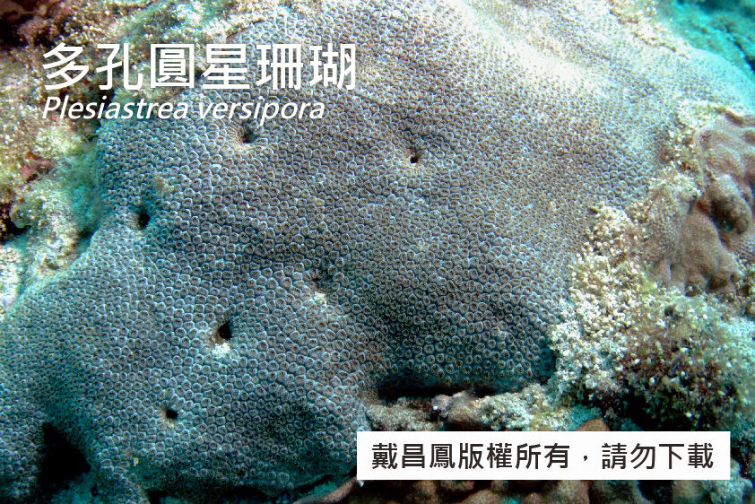 多孔圓星珊瑚