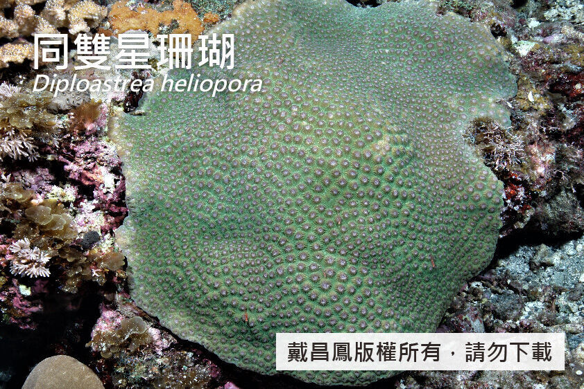 同雙星珊瑚