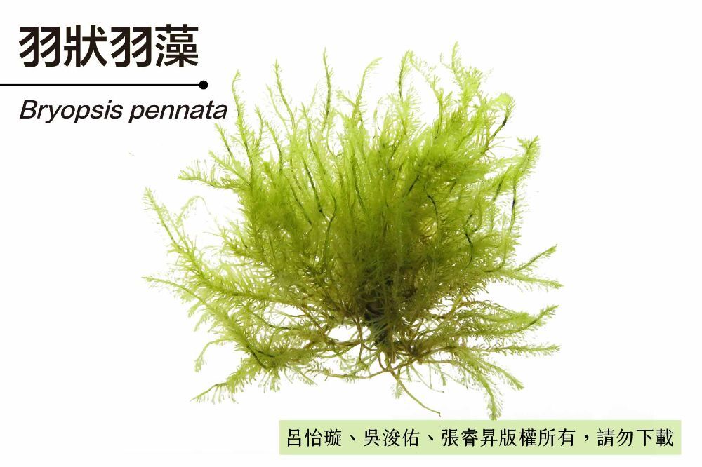 羽狀羽藻-臺灣百種海洋生物-大型海藻與海草