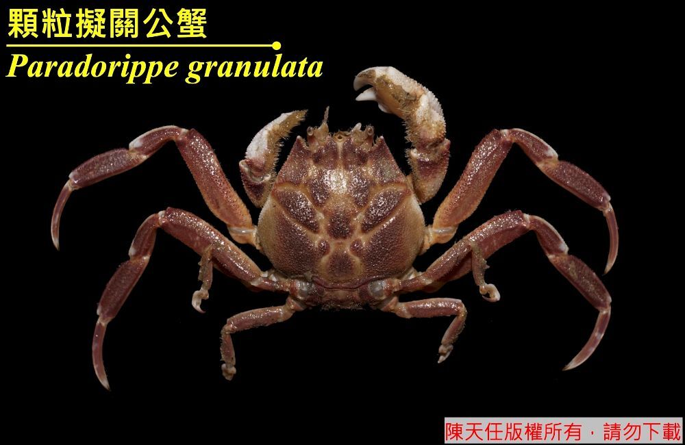 顆粒擬關公蟹 Paradorippe granulata