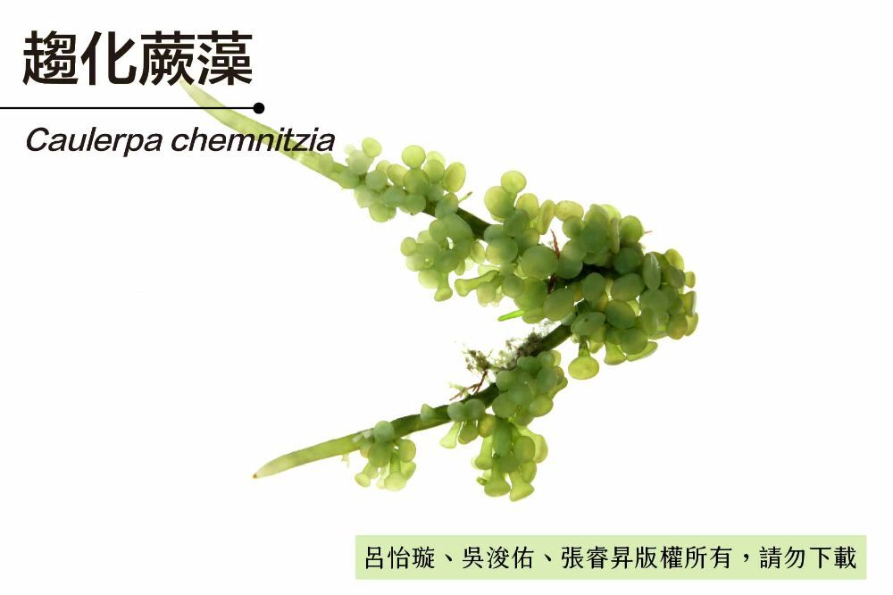 趨化蕨藻-臺灣百種海洋生物-大型海藻與海草