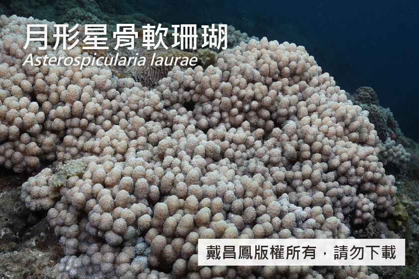 月形星骨軟珊瑚