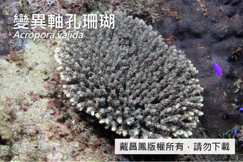 變異軸孔珊瑚