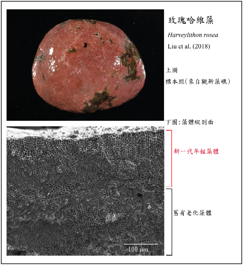 7玫瑰哈維石藻