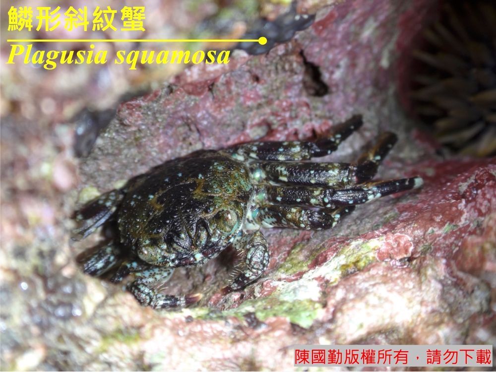鱗形斜紋蟹 Plagusia squamosa 