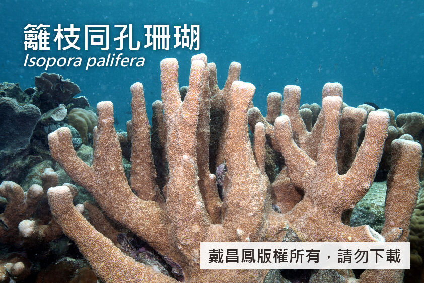 籬枝同孔珊瑚
