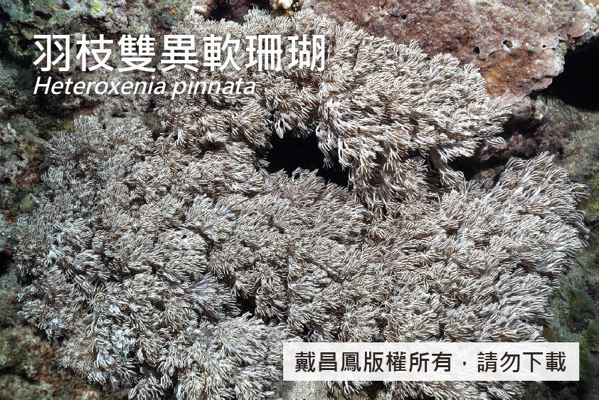 羽枝雙異軟珊瑚