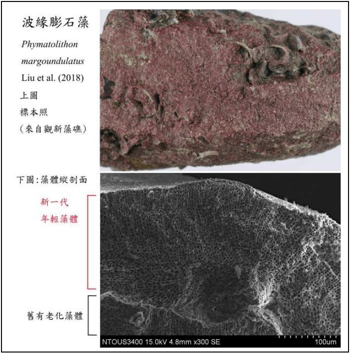 8波緣膨石藻