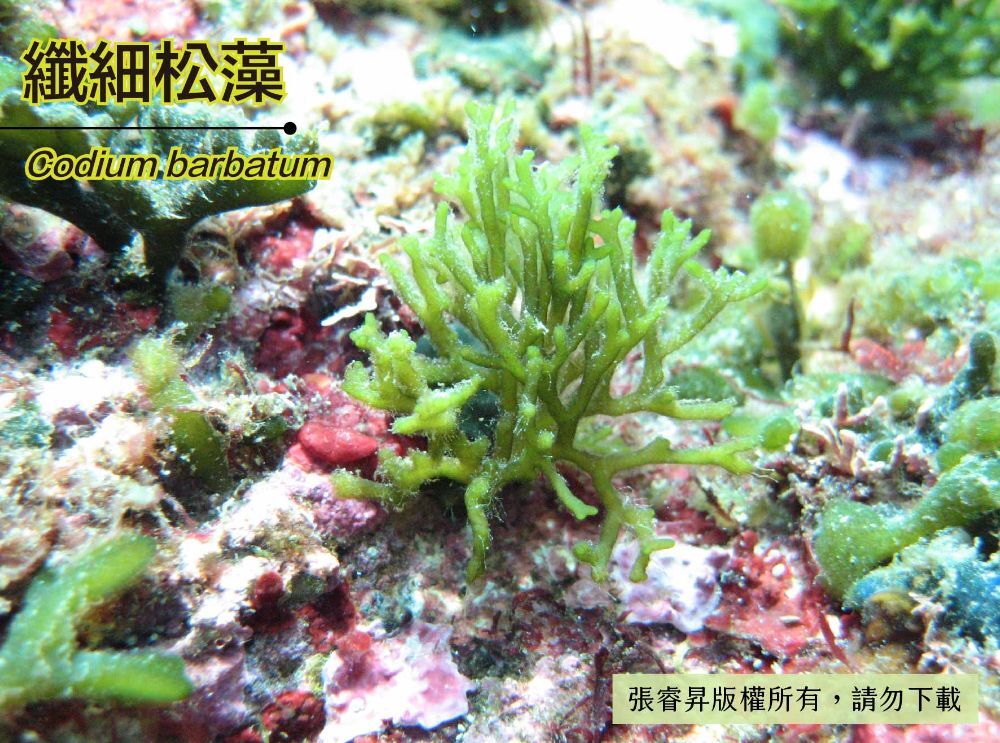 纖細松藻-臺灣百種海洋生物-大型海藻與海草
