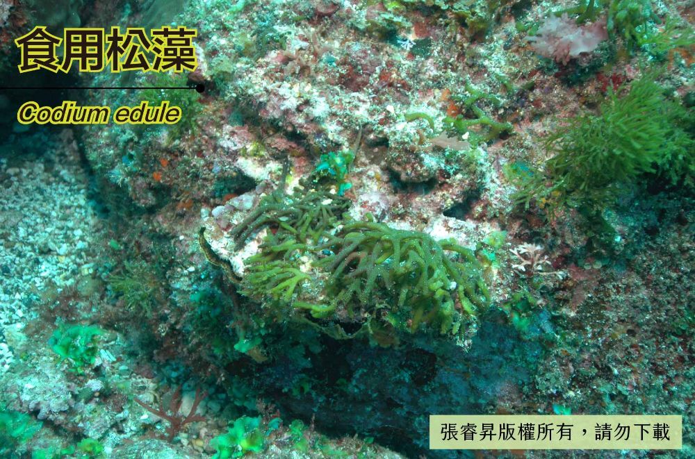 食用松藻-臺灣百種海洋生物-大型海藻與海草