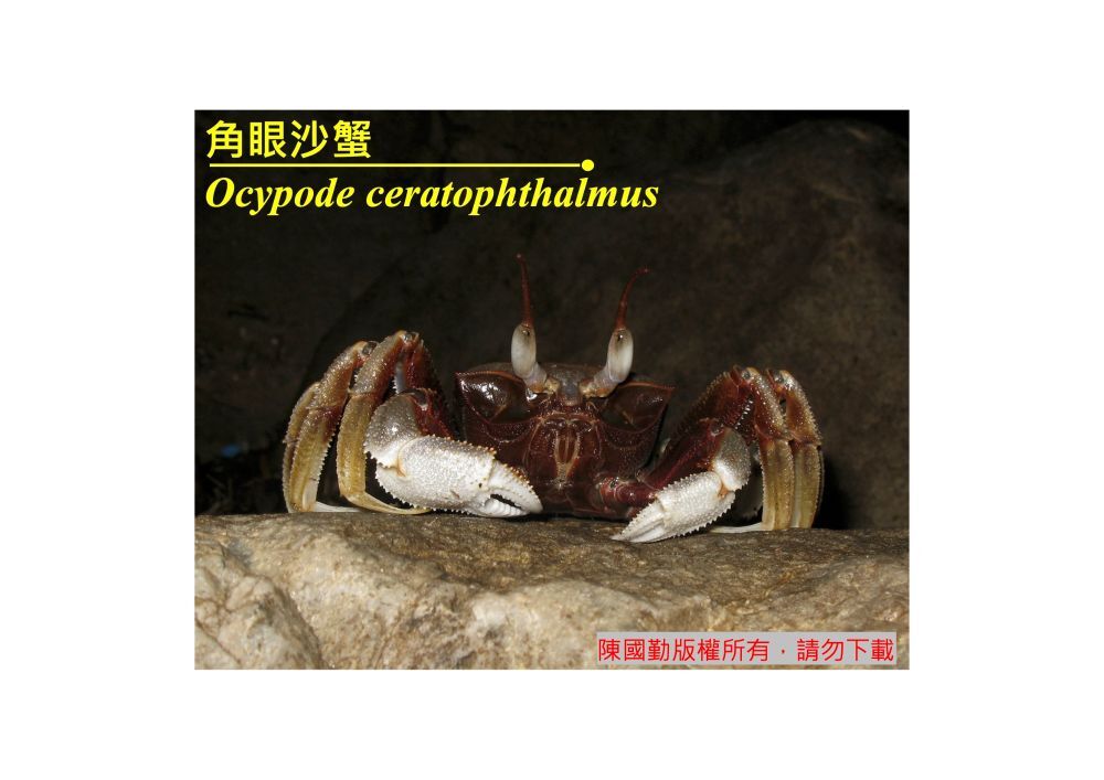 角眼沙蟹 Ocypode ceratophthalmus 