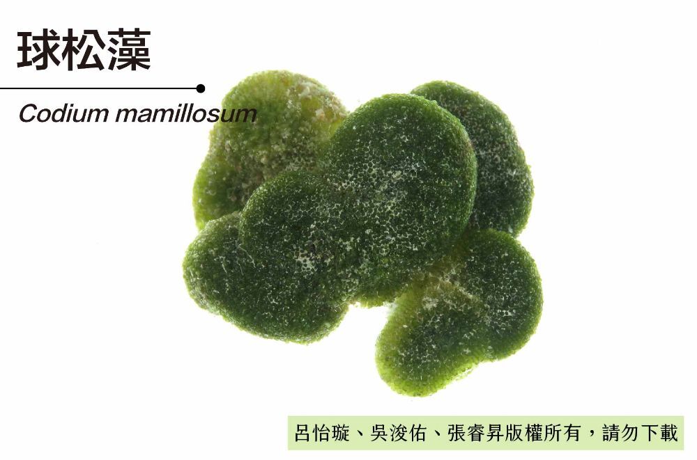球松藻-臺灣百種海洋生物-大型海藻與海草