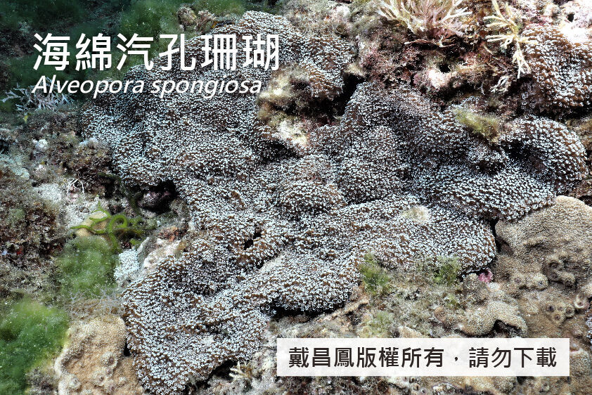 海綿汽孔珊瑚