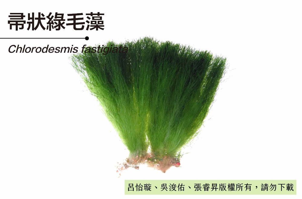 帚狀綠毛藻-臺灣百種海洋生物-大型海藻與海草