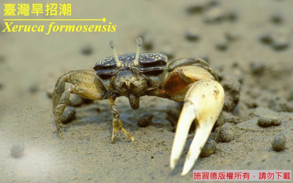 臺灣旱招潮 Xeruca formosensis 