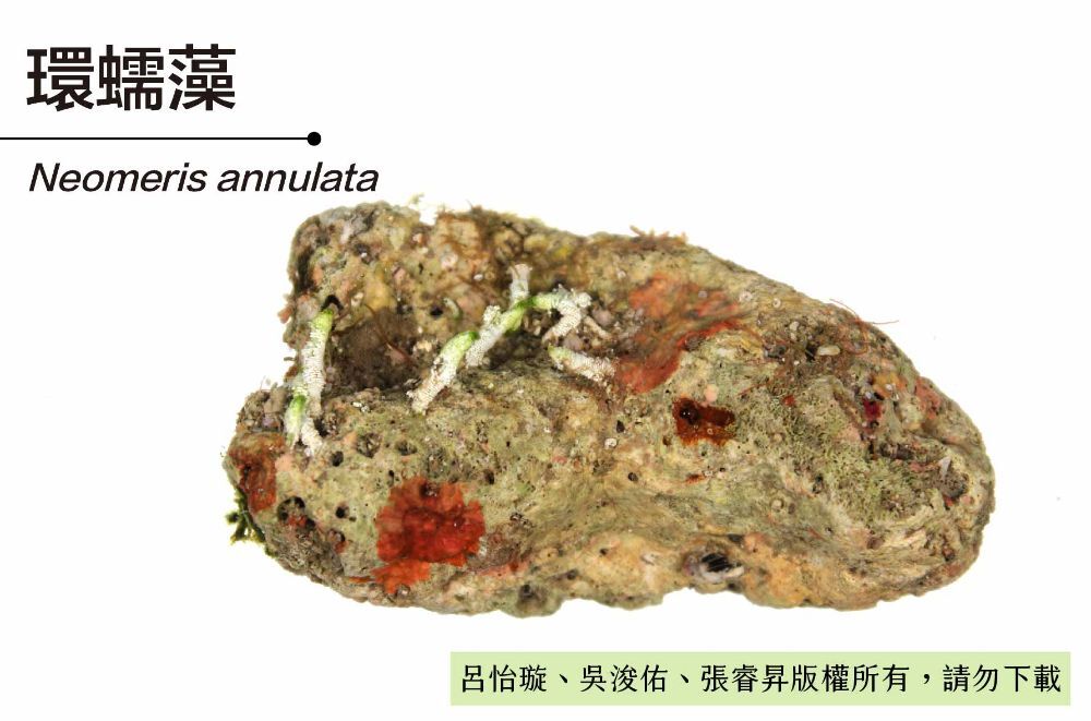 環蠕藻-臺灣百種海洋生物-大型海藻與海草
