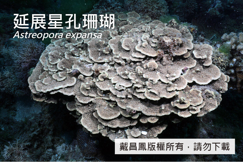 延展星孔珊瑚