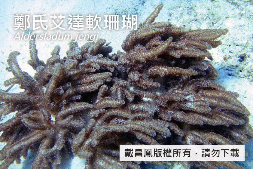 鄭氏艾達軟珊瑚