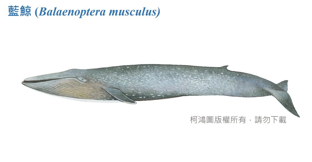 臺灣百種海洋動物圖鑑-藍鯨-臺灣百種海洋動物- 海洋委員會海洋